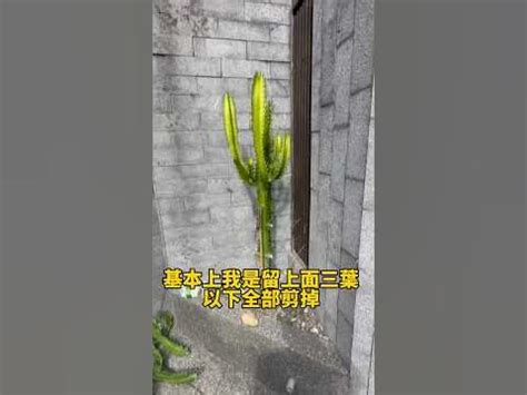 龍骨仙人掌修剪